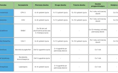Tabela przedstawia kalendarz szczepień psa, uwzględniając choroby, typy szczepień, terminy dawek i dawki przypominające.
