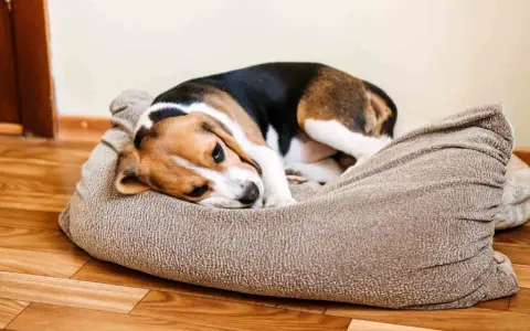 Smutny beagle leży na legowisku, charczy jakby miał coś w gardle.