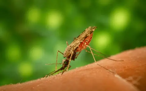 Mygg som suger blod, en potentiell källa till malaria. Forskning pågår för att hitta ett effektivt malaria botemedel.