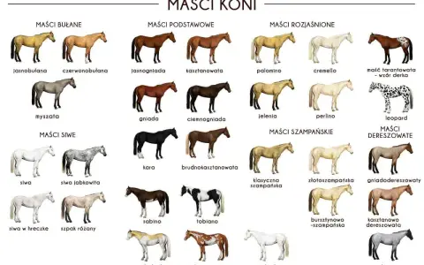 Rozszyfruj maść bułaną: Klucz do identyfikacji koni