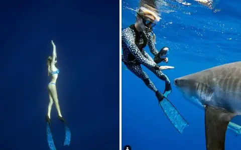 Una donna in bikini nuota con gli squali, mentre un'altra in muta interagisce con uno squalo.