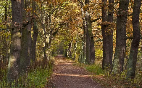 Waldweg im Herbst mit bunten Blättern und hohen Bäumen.
