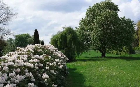 Kwitnący rododendron zachwyca. Zastanawiasz się, co posadzić obok rododendrona? W tle wierzba i kasztanowiec.
