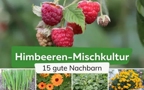 Himbeeren-Mischkultur: Was passt zu Himbeeren? Grüne Zwiebeln, Ringelblumen, Bohnen und gelbe Blumen sind gute Nachbarn.