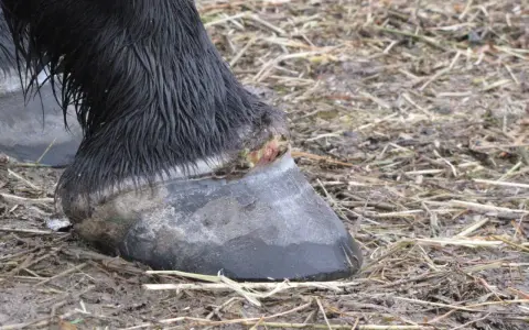 Gros plan sur le pied d'un cheval noir, montrant une blessure suintante près du sabot, suggérant un abcès au pied du cheval.