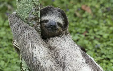A sloth hugs a mossy tree, its eyes closed in contentment. Is being lazy a sin when it looks this peaceful?
