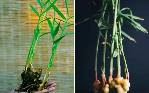 Pianta di zenzero fiore: germogli verdi e rizomi dorati, uno tenuto in mano, l'altro in un vaso scuro.