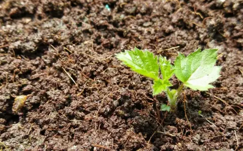 Ein junger Brombeer-Setzling wächst aus feuchter Erde. Erste zarte Blätter zeigen, wie man Brombeeren vermehren kann.