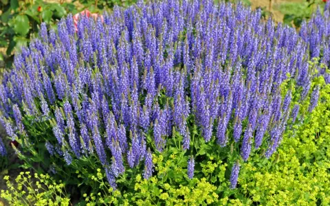 Ein üppiger **Steppen Salbei** blüht in leuchtendem Lila neben gelben Blüten.