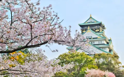 Kwiaty wiśni kwitną przed zamkiem Osaka. Idealny widok, kiedy do Japonii na wiosnę.