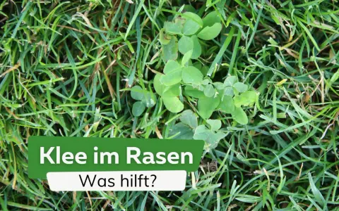 Grüner Klee wächst im Rasen. Ein Schild fragt: "Klee im Rasen - Was hilft?".