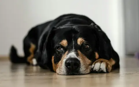 Smutny piesek leży na podłodze, wyglądając na chorego. Może cierpieć na wymioty i biegunkę u psa.
