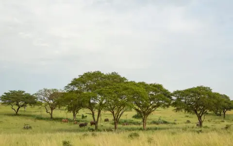 Słońce przebija się przez chmury nad sawanną, gdzie leży Kamerun. Stado słoni pasie się wśród akacji.