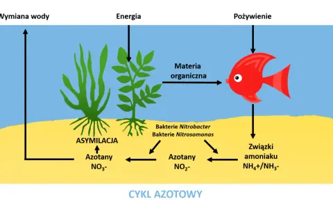 Cykl azotowy w akwarium: rybka zjada materię organiczną, a bakterie przetwarzają związki amoniaku. Rośliny asymilują azotany.