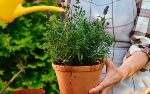 En person vattnar en frodig lavendel i kruka utomhus. Doften av lavendel sprider sig i trädgården.