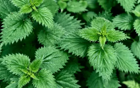 Feuilles d'ortie vertes et dentelées, évoquant les nombreux ortie bienfaits pour la santé.