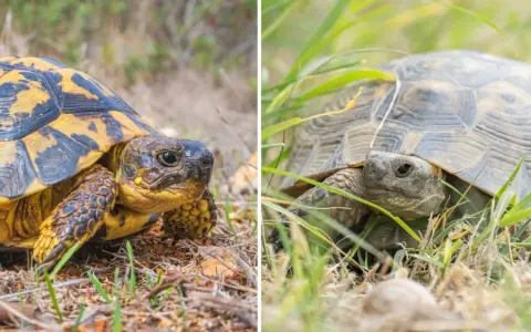 Testuggine con carapace giallo e nero e tartaruga in erba, illustrano la differenza tra testuggine e tartaruga.