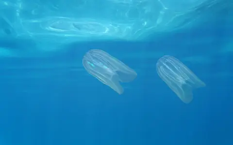 Due meduse trasparenti nuotano nell'acqua blu. A cosa servono le meduse? Sono predatori e cibo per altri animali marini, mantenendo l'equilibrio dell'ecosistema.