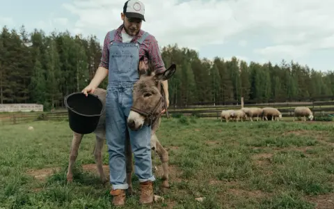 Zootechnik w ogrodniczkach karmi osiołka z wiadra. W tle pasą się owce.