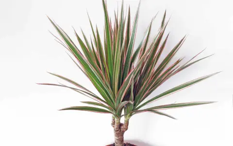 Dracaena marginata extérieur, une plante d'intérieur aux feuilles vertes et rouges, prête à embellir un espace extérieur.