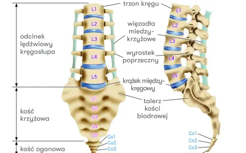 Anatomia kręgosłupa: odcinek lędźwiowy (L1-L5), kość krzyżowa (S1-S5) i ogonowa (Co1-Co4). Widoczne krążki międzykręgowe.