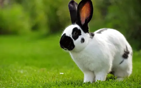 Ein schwarz-weißer deutscher Riese mit langen Ohren steht auf einer grünen Wiese.