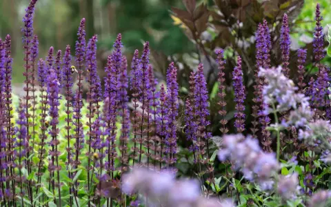 En humla besöker en vacker salvia blomma i en lummig trädgård.