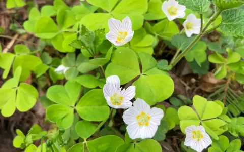 Fleurs d'oxalis blanches et roses sur un tapis de feuilles vertes. Pour savoir comment se débarrasser de l'oxalis, il faut identifier cette plante envahissante.