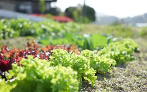 Un potager ensoleillé présente une belle liste variété de salade, avec des laitues vertes frisées et des variétés rouges luxuriantes.