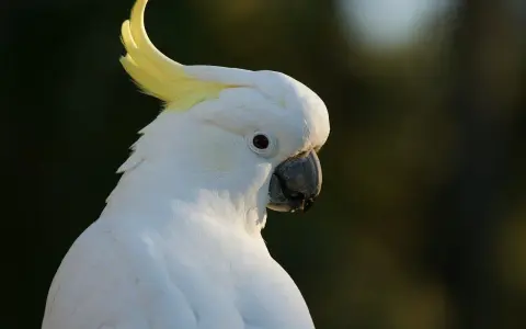 Un magnifico pappagallo cacatua bianco con cresta gialla, con uno sguardo intenso.