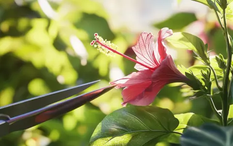 Przycinanie hibiskusa: Kiedy i jak? Sekrety obfitych kwiatów