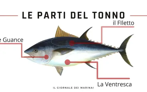 Illustrazione del tonno con indicazione delle parti: le guance, il filetto e la ventresca.