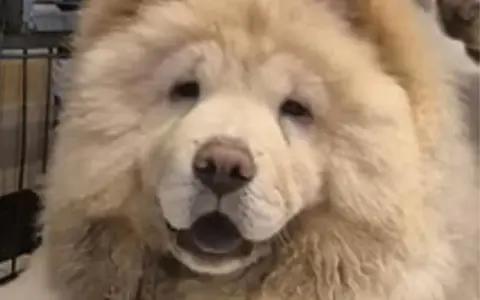 En fluffig chow chow med öppen mun och en blick som säger "ge mig en godbit".