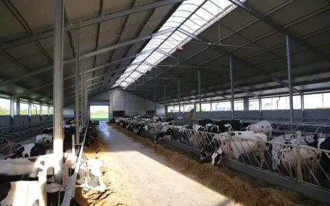 Ile kosztuje budowa obory na 30 sztuk bydła? Poznaj ukryte wydatki