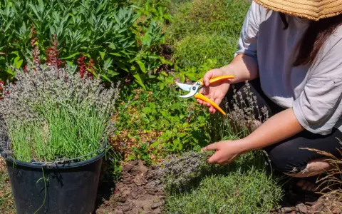 Frau mit Strohhut erntet Lavendel mit einer Gartenschere. Ein Eimer voller Lavendel steht daneben.