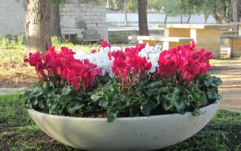 Grandi vasi in cemento fai da te con ciclamini rosa e bianchi, un tocco di colore in un'area picnic.