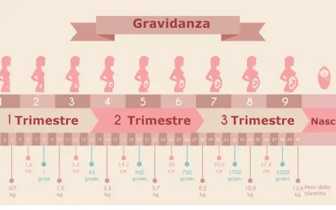 Illustrazione della gravidanza, con silhouette di donne incinte e indicazioni di settimane e mesi. 13 settimane quanti mesi sono? Circa 3 mesi.