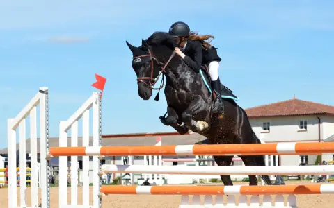 Ein schwarzes Pferd mit Reiterin springt über ein Hindernis. Typische Bilder von Springpferde Rassen in Aktion.