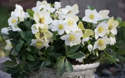 Białe kwiaty helleborus niger w ozdobnej donicy, z zielonymi liśćmi i żółtymi środkami.