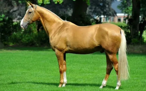 Magnifique cheval doré, digne d'un prix cheval, se tient sur une pelouse verte. Sa crinière et sa queue claires contrastent avec sa robe.