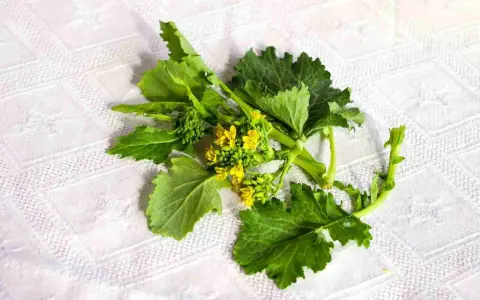 Un mazzo di friarielli freschi, con foglie verdi e piccoli fiori gialli, pronto per essere cucinato. Il periodo friarielli è un momento di gusto.