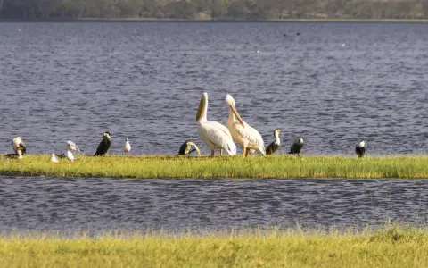 Pelícanos y otras aves en una isla de hierba, un ejemplo de que son los humedales, ecosistemas vitales para la vida silvestre.