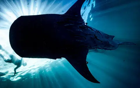 Un buceador nada junto a un majestuoso tiburón ballena, iluminado por los rayos del sol que penetran el océano.