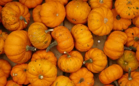 Une abondance de citrouilles orange vif, certaines ressemblant à des "jack be little", sont disposées en gros plan, prêtes pour Halloween.