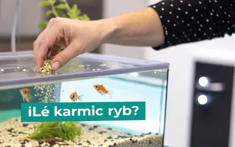 Dłoń wsypuje pokarm do akwarium, gdzie pływają złote rybki. Zastanawiasz się, co jedzą karasie?