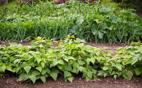 Un potager illustrant le schéma de rotation des cultures : haricots verts au premier plan, suivis d'oignons, de carottes, de courgettes et de maïs.