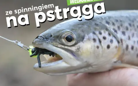 Pstrąg złowiony na spinning, z gumką imitującą owada w pysku.