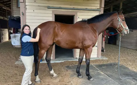 Une jeune femme caresse le dos creux d'un cheval brun dans une écurie.