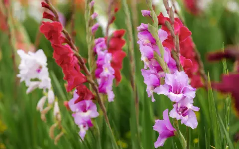 Färgglada gladiolus i kruka, med blommor i rosa, lila och rött mot en grön bakgrund.