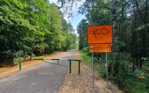 Pustynia Błędowska trasa rowerowa. Znak wskazuje drogę przez las.